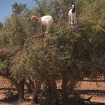 Argan Tree Goats in an Argan Tree